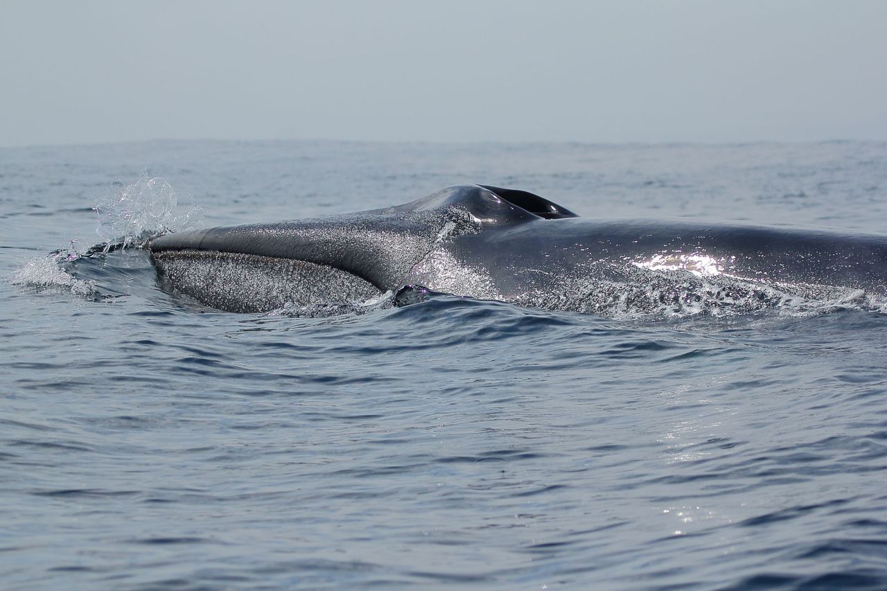 Ballena fin asomando el lomo y el espiráculo sobre el agua