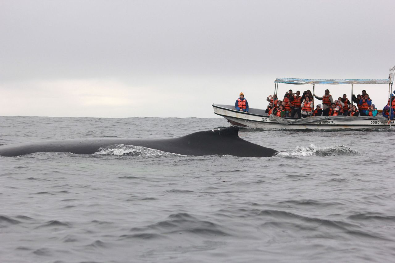 Ballena en la superficie junto a un bote de turistas en la reserva