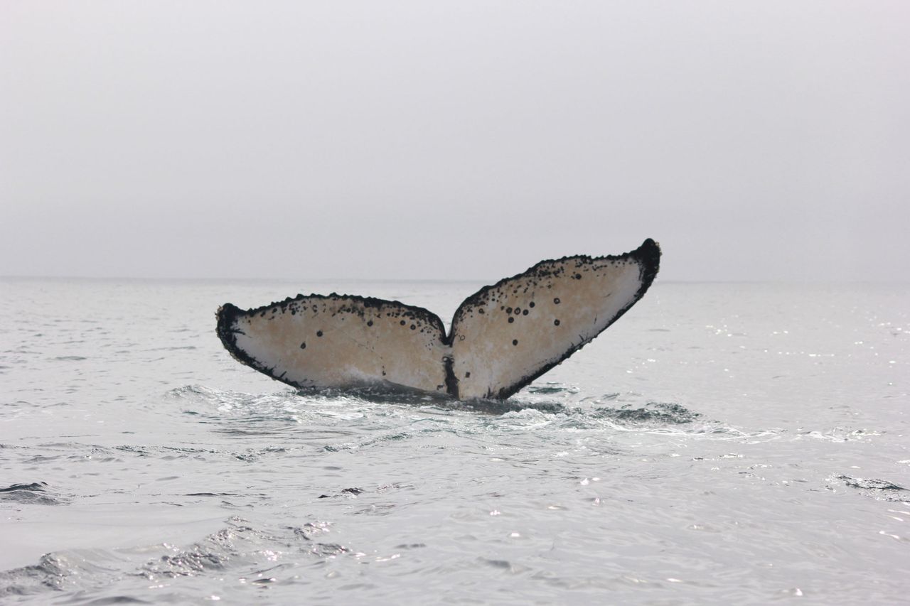 Cola de ballena jorobada, blanca por debajo, antes de sumergirse
