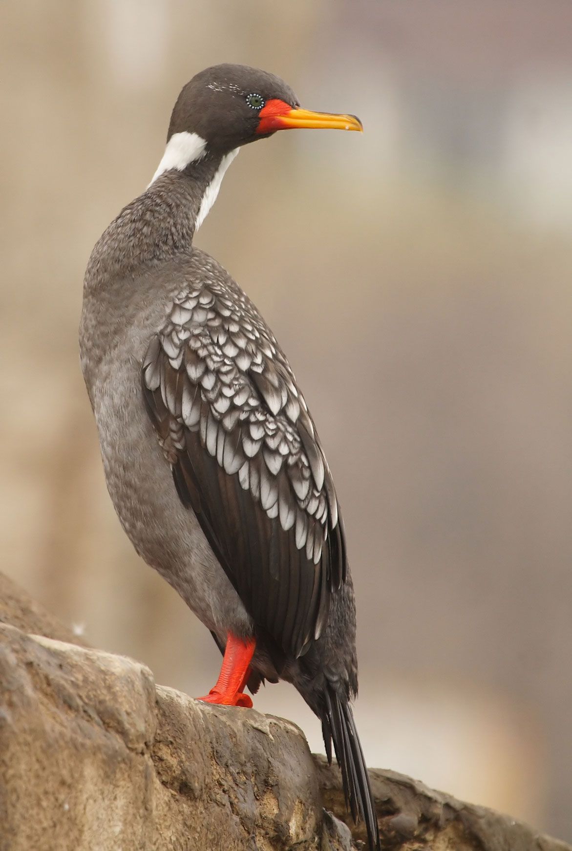 Cormorán lile de patas rojas posado en una roca