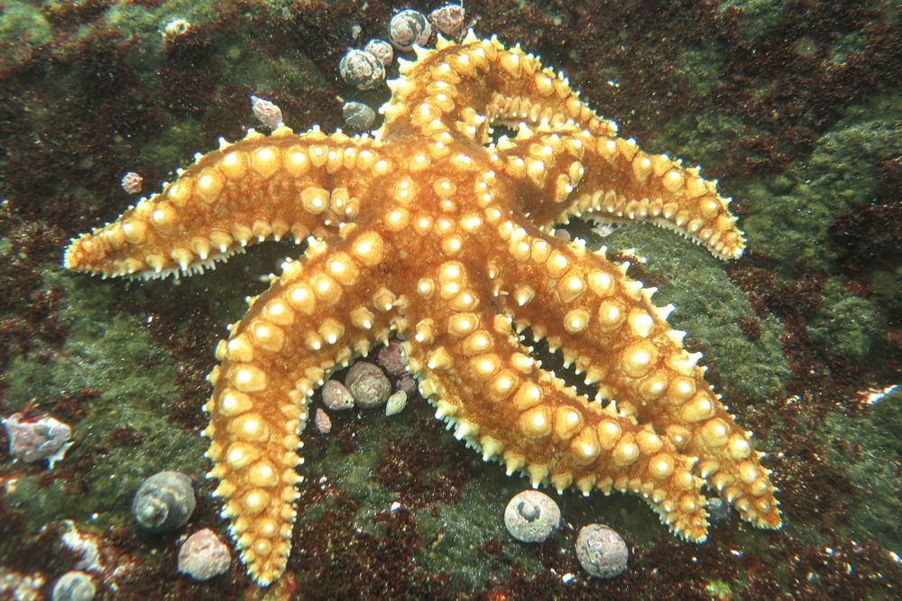 Estrella de mar sobre rocas cubiertas de caracoles
