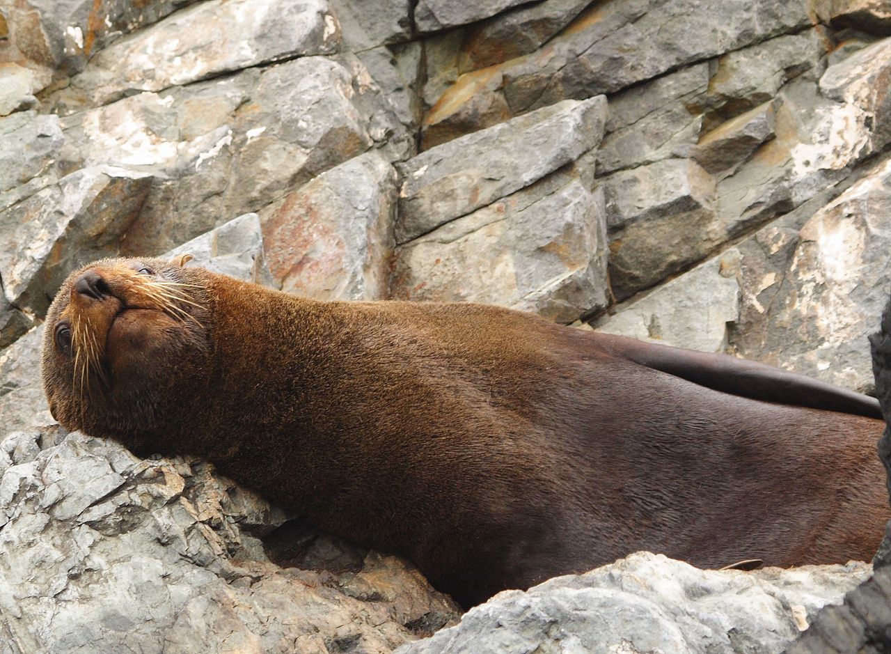 Lobo marino descansando sobre una roca