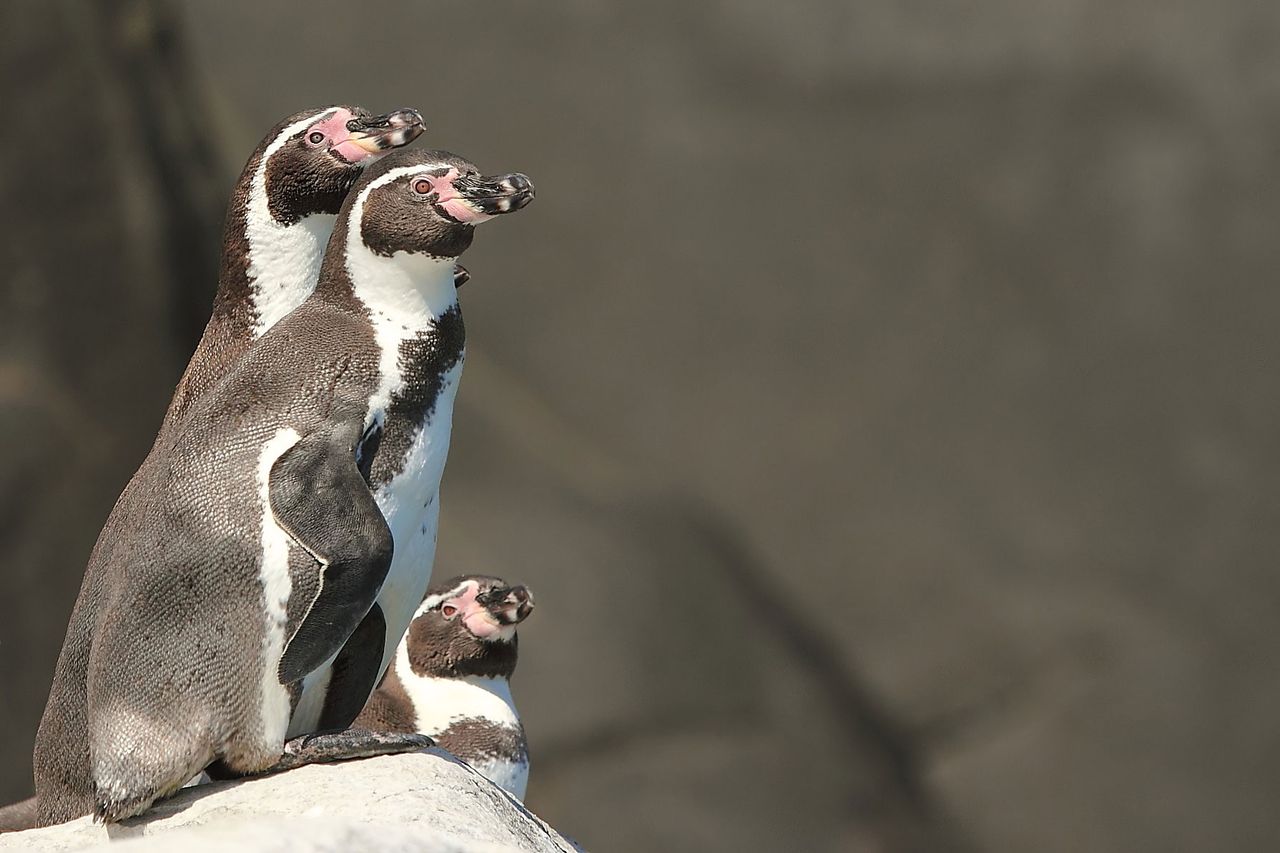 Tres pingüinos de Humboldt sobre una roca